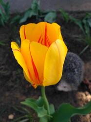 tulip3.thumb.jpg.1c7ae4a9c474b11c8ecebcf031e15f4a.jpg