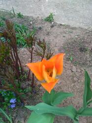 tulip6.thumb.jpg.1c9ba16e1b9da262342d9805ddb3312b.jpg