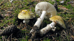 Amanita_gemmata_AWP_20210606.thumb.JPG.0cb8ad63c2c9e3a9214e1a375b3eaaad.JPG