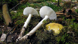 Amanita_gemmata_AWP_20210625.thumb.JPG.5af460507ba660213943395673f9a8c4.JPG