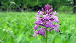 Anacamptis_pyramidalis_AWP_20210608.thumb.JPG.afad1e57a1b1204b691b4161b07da6f4.JPG