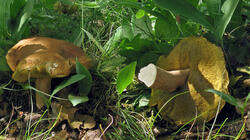 Boletus_reticulatus_AWP_20210619.thumb.jpg.dc054920a635925c58c24c618c8471a2.jpg