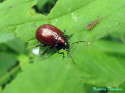 Chrysolina_polita_NND_20210612-1.thumb.JPG.fcec827dc192eaa5bebb0863057da31e.JPG