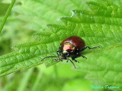 Chrysolina_polita_NND_20210612-6.thumb.JPG.fb272189c4953faa3455403941bf7901.JPG