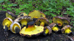 Cyanoboletus_pulverulentus_2_AWP_20210625.thumb.JPG.9596d2a57e6f51fa7613fe65ca824070.JPG