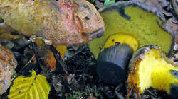 Cyanoboletus_pulverulentus_AWP_20210625.thumb.JPG.67d0cc4d9ac7eef5b677a016191cfcbe.JPG