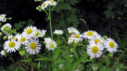 Erigeron_annuus_2_AWP_20210623.thumb.JPG.e8096a486d2262e0584c3554cb1c668e.JPG