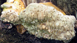 Fomitopsis_pinicola_AWP_20210629_F.thumb.JPG.f377b1c6be07a6e2daba924b8310cc84.JPG