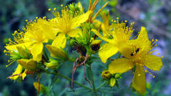 Hypericum_perforatum_AWP_20210615_.thumb.JPG.8ac5cf78c12c459654a884eff66c6b93.JPG