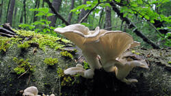 Pleurotus_pulmonarius_3_AWP_20210610.thumb.JPG.6451f7c54b5f1ffb0544747e9df95cea.JPG