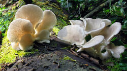 Pleurotus_pulmonarius_4_AWP_20210610.thumb.JPG.3a72932eaa558f26f5d64ed4ae8c8e9e.JPG