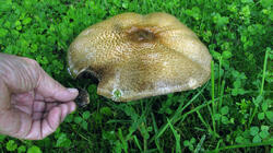 Agaricus_augustus_AWP_20210705.thumb.JPG.303096e9967da1b0b1828419f74b2b05.JPG