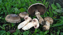 Agaricus_cappellianus_AWP_20210715.thumb.JPG.5fe6671281e1e8b80b613b9d05256af0.JPG