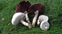 Agaricus_xanthodermus_4_AWP_20210715.thumb.JPG.c80b9cc12b5028a702c4051d8867701d.JPG