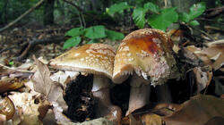 Amanita_rubescens_AWP_20210711.thumb.JPG.a29195739d0a1343c6cd9511c67a6b7b.JPG