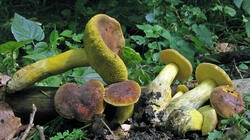 Boletus_subtomentosus.thumb.JPG.f43076d7157d43920c45ca7e71f6a15c.JPG