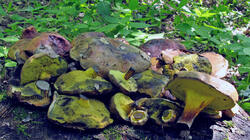 Cyanoboletus_pulverulentus_2_AWP_20210719.thumb.JPG.a6bc318fe29571b18400a18a9dc5a7f8.JPG