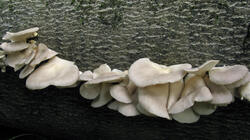 Pleurotus_pulmonarius_6_AWP_20210727.thumb.JPG.4158ee1380bdc156b49f0c46b144a61f.JPG