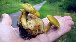 Pseudoboletus_parasiticus_Scleroderma_citrinum_2_AWP_20210724.thumb.JPG.d446d4fd24861551b2649814caacce43.JPG