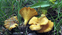 Cantharellus_cibarius_AWP_20210812.thumb.JPG.e765f1d4a608eeca2beb6d609de41147.JPG