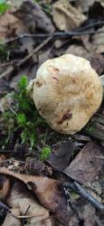 IMG_20210809_073020.thumb.jpg.2928c2fd7b546107df61f468134d514c.jpg