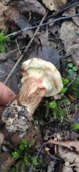 IMG_20210809_073033.thumb.jpg.ee348360d3c301ac7204b27bbcf1320c.jpg