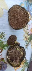 IMG_20210809_180658.thumb.jpg.dcc4bf659cd3f2d066ad65cddb01f697.jpg