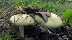 Amanita_phalloides_AWP_20210907.thumb.JPG.2ceb023b7d62695aa802b61f1ac16ed0.JPG