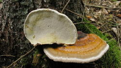 Fomitopsis_pinicola_2_AWP_20210917.thumb.JPG.5695be185a5a2d2e628e32d319d3e05d.JPG