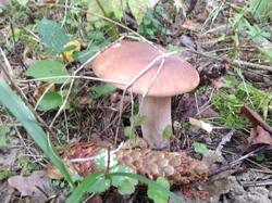 IMG_20210915_072814.jpg
