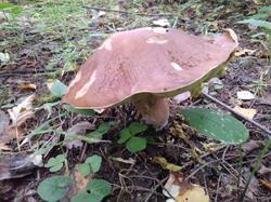 IMG_20210915_074017.jpg