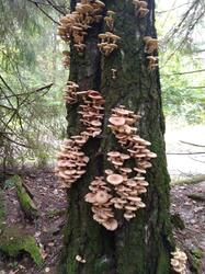IMG_20210915_075450.jpg
