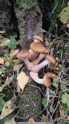 IMG_20210916_153645.jpg