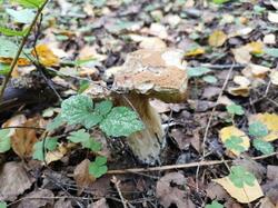IMG_20210917_104418.thumb.jpg.f90c37b1c851abd1020552569ee1e0fc.jpg