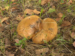 Paxillus_cuprinus_SM_20210816_01.jpg