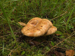 Paxillus_obscurisporus_SM_20210816_01.jpg