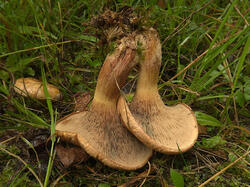 Paxillus_obscurisporus_SM_20210816_02.jpg