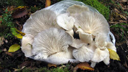 929646516_Pleurotus_pulmonarius__20211005.thumb.JPG.92866988f71bcb2b639f65c2c972beb3.JPG