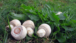 Agaricus_macrosporus_2_AWP_20211022_F.thumb.JPG.c492c6727cf176fcd8daccf1912fafe5.JPG