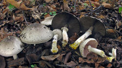 Agaricus_phaeolepidotus_AWP_20201020.thumb.JPG.97592c1c628404b6e41a894a277b48fb.JPG