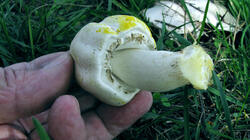 Agaricus_xanthodermus_2_AWP_20201020.thumb.JPG.54a98093d651ad0dfc3e4e7ad2164d8c.JPG