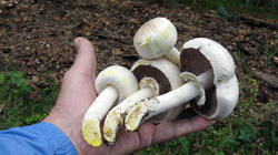 Agaricus_xanthodermus_3_AWP_20211012.thumb.JPG.ac243e4f964860c113dac55d5b58075e.JPG