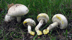 Agaricus_xanthodermus_AWP_20201020.thumb.JPG.65f8c847282369cee2a434e416b31c9f.JPG