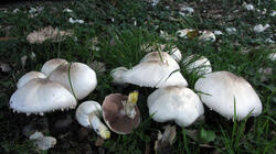 Agaricus_xanthodermus_AWP_20211005.thumb.JPG.16fc10cb58ecffd3ed0e6485bff47ee0.JPG