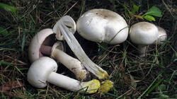 Agaricus_xanthodermus_AWP_20211012_.thumb.jpg.f1a8184f74f311a2a6545840509570f9.jpg