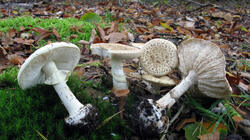 Amanita_citrina_AWP_20211024.thumb.JPG.6bd2f0c9b29f7eab44fbb7e28284a4b4.JPG