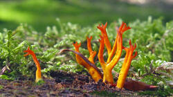 Calocera_viscosa_AWP_20211001.thumb.JPG.b89663884946bdd485a59d4ac4e652d1.JPG