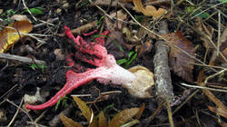 Clathrus_archeri_20211005.thumb.JPG.b9e9aacf9ec57828afaa5072186049bb.JPG