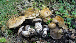 Cortinarius_infractus_sp_AWP_20211015_.thumb.JPG.c94cafd8e8463f8355a3303aef6706d7.JPG