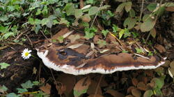Ganoderma_applanatum_AWP_20211005.thumb.JPG.905a18f71a603160b90a9fa6904fd705.JPG